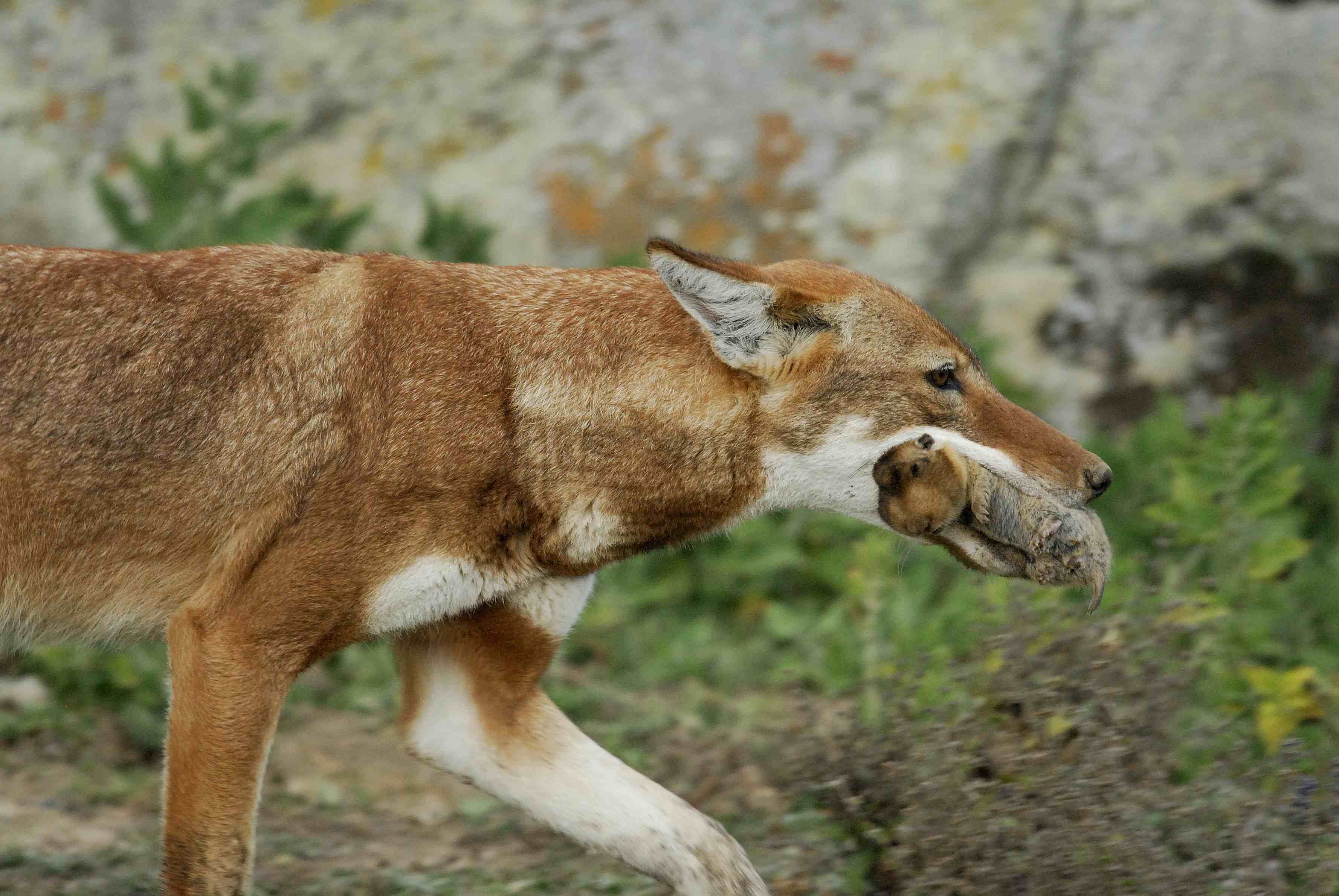 Ethiopian Wolf at Bale Mountains National Park